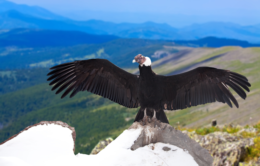 Andean condors