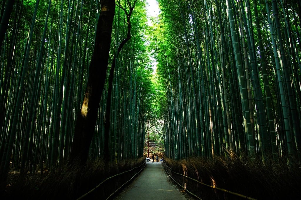 Arashiyama Bamboo Grove
