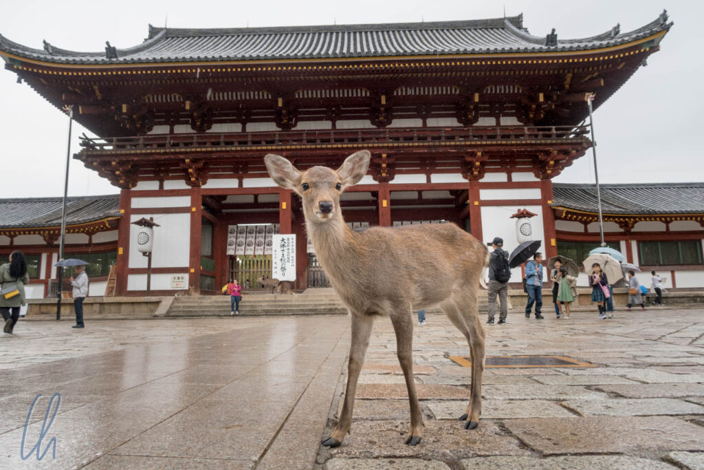 nara park