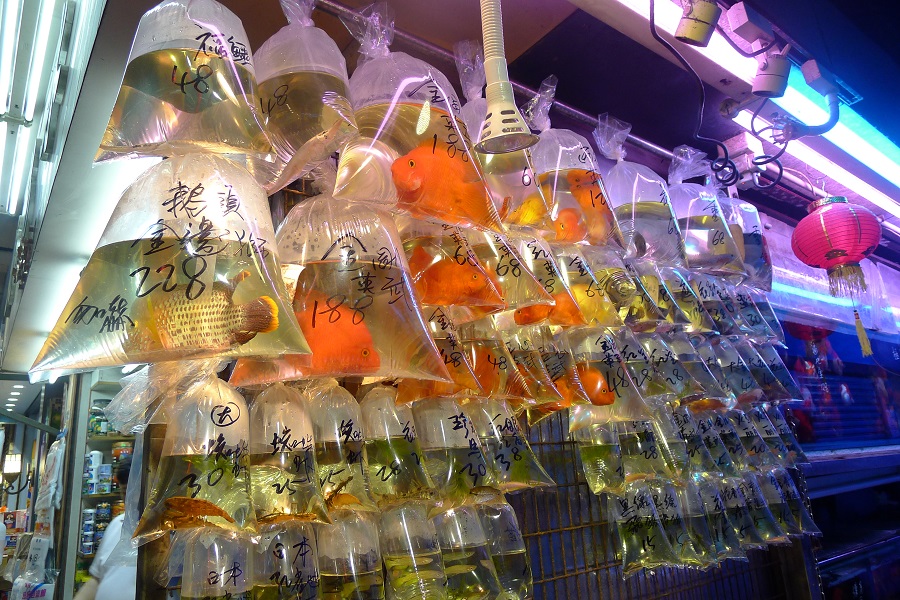 Goldfish Market